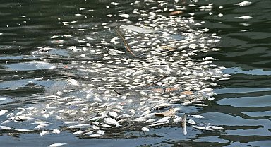 İzmir Körfezi'nde balık ölümleri arttı; kötü koku yayılıyor