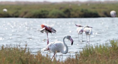 İzmir'de 'Flamingo Yolu' turu renkli görüntülere sahne oluyor