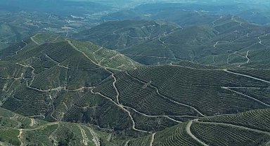 İzmir'de 5 yıl önce yanan orman, dikilen fidanlarla yeniden yeşerdi