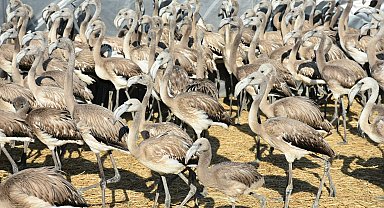 İzmir'de halkalanan yavru flamingolar takip edilecek