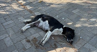 İzmir'de zehirlendiği iddia edilen 10 köpek ile 5 kedi öldü