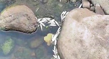 Katı atık bertaraf tesisi borusunun patlaması sonrası balık ölümlerine inceleme