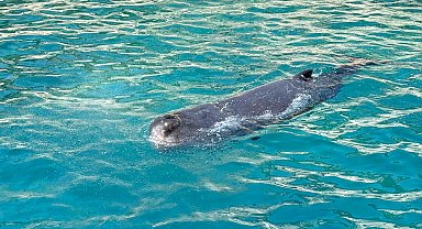 Kayalıklara sıkışan yavru balina kurtarıldı