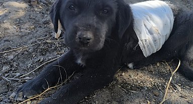 Kayseri'de köpeklerin saldırdığı yavru köpek, tedaviye alındı