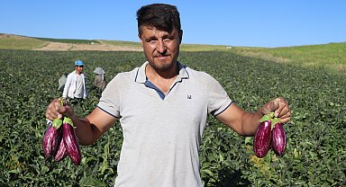 Kayseri'nin coğrafi işaretli Yamula patlıcanında hasat başladı