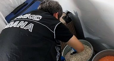 Kilerdeki kuru fasulye kovasından bonzai çıktı