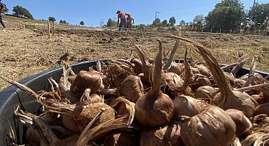 Kilosu 450 bin TL'den satılan safran toprakla buluştu