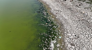 Kızılca Göleti'nin suyu çekildi, ölen balıklar kıyıya vurdu