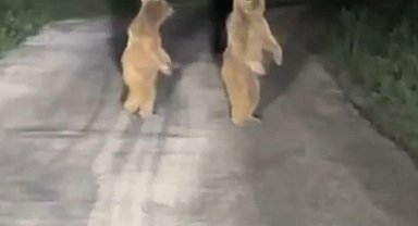 Köy yoluna inen yavru ayılar kamerada