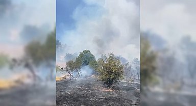 Malatya'da orman yangını