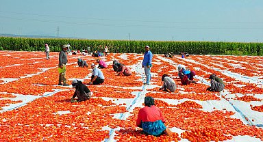 Manisa'da kurutulan domatesler, 34 ülkeye ihraç ediliyor