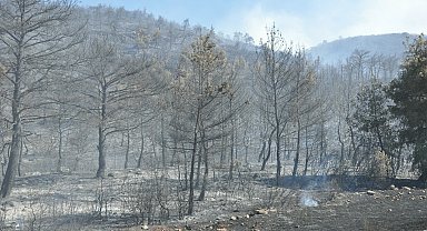 Manisa'da orman yangını