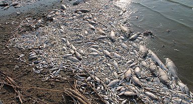 Manyas Gölü'nde ağlara ölü balıklar takıldı