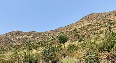 Marmaris'te yanan alanlar yeniden yeşillendi