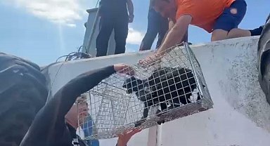 Mendirek ayağında mahsur kalan kedi kurtarıldı