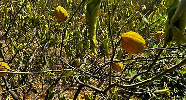 Mersin'de 1000 dönümlük limon bahçesi, susuzluktan kurudu