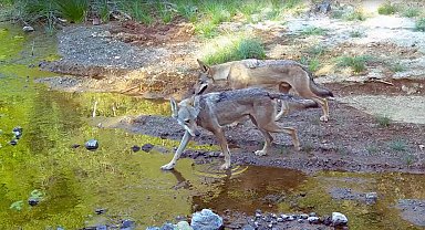 Muğla'da su kaynağına gelen kurtlar fotokapan kamerasında