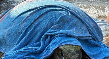 Muğla'da tekne pervanesi çarpan caretta carettayı sahil güvenlik kurtardı