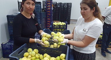 Mut beyazı incir, tanesi 20 TL'den ihraç ediliyor