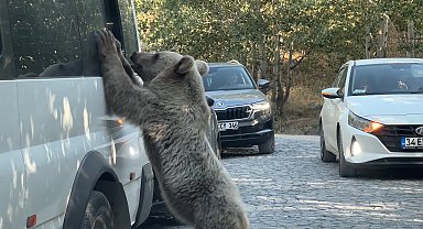 Nemrut'ta beslediği ayının saldırısından son anda kurtuldu