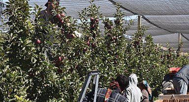 Niğde'de elma rekoltesi yüzde 95 düştü