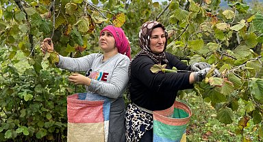 Ordu'da fındık hasadı başladı