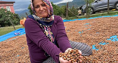Ordu'da üreticilerin fındık kurutma mesaisi başladı