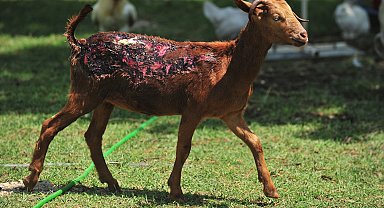 Orman yangınlarından kurtarılan 2 kuzu ile 13 koyun, Emekli Hayvanlar Çiftliği'nde
