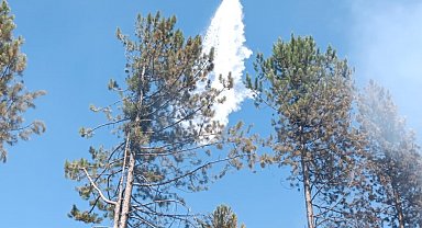 Osmaniye'de orman yangını, büyümeden kontrol altına alındı Video eklendi