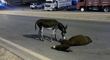 Otomobilin çarptığı eşek öldü, yavrusu başından ayrılmadı