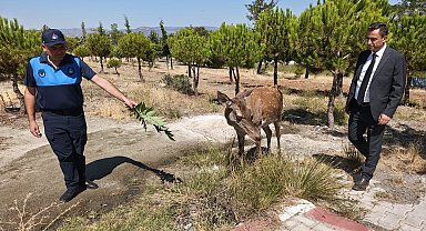 Piknikçilere 'kızıl geyik' sürprizi