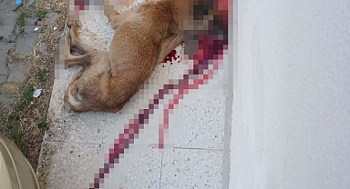 Polis, kendisine saldırdığını iddia ettiği sokak köpeğini tabancayla öldürdü