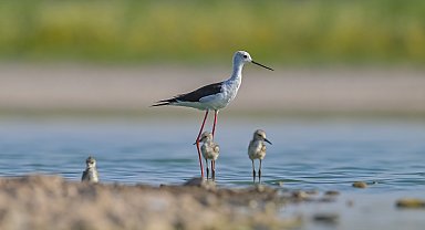 Prof. Dr. Kılıç: Çekilen görüntüler, Kabaklı Göleti'nin 'kuş üreme alanı' olduğunu destekliyor