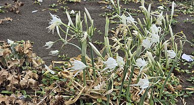 Sahilde kum zambağı güzelliği; koparana 557 bin TL ceza