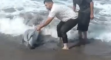 Sahile vuran yunusu denize taşıdılar