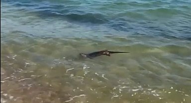 Saros'ta su samuru görüntülendi