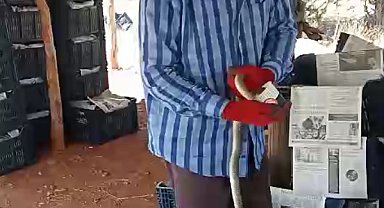 Serada yakaladığı yılana su içirip, öptü