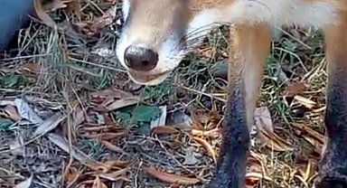 Sıcaktan bitkin düşen tilkinin su içtiği anlar kamerada