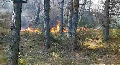 Sinop'ta orman yangını