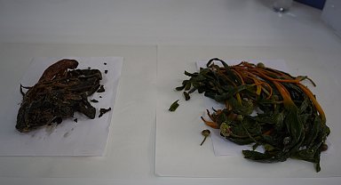 Şırnak'ta yetişen 2 bitkinin Alzheimer, diyabet ve glokoma karşı etkisinin araştırıldığı çalışmada olumlu sonuç