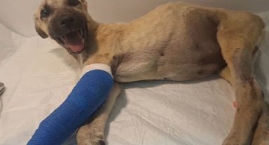 Sopalı şiddetten 'Mucize'ye