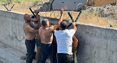 Su kanalına düşen dana, iş makinesiyle kurtarıldı