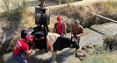Sulama kanalına düşen inek kurtarıldı