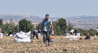 Tarlasındaki patatesleri ücretsiz dağıttı