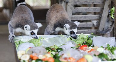 Tarsus Doğa Parkı'nda sıcaktan etkilenen hayvanlara buzlu meyve