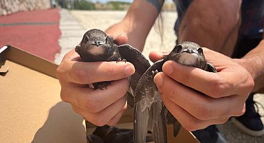 Tedavi edilen ebabiller doğaya salındı