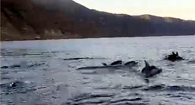 Tekirdağ açıklarında yunuslar görüntülendi