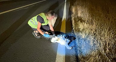 Tekirdağ'da 15 leylek elektrik akımına kapıldı