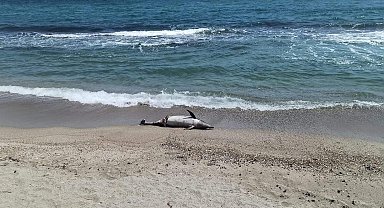 Tekirdağ'da kıyıya ölü yunus vurdu