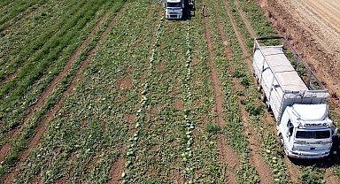 Tekirdağ'da Türkmenli Göleti'nde su seviyesi düştü, karpuz ekimi azaldı